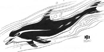 Image:Critter Storm Dolphin.jpg