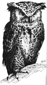 Image:Critter Gloaming Owl.jpg