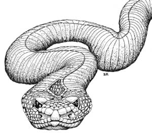 Image:Critter Hoop Snake.jpg