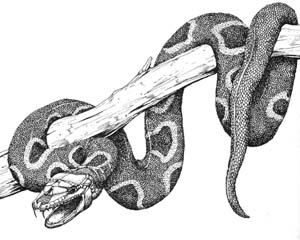 Image:Critter Mimic Snake.jpg