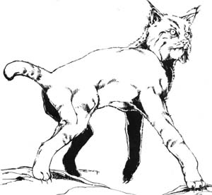 Image:Critter Mist Lynx.jpg