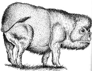 Image:Critter New Boar.jpg
