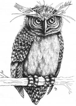 Image:Critter Oracle Owl.jpg