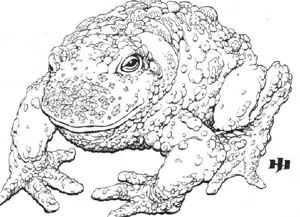 Image:Critter Stone Toad.jpg