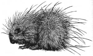 Image:Critter Volleying Porcupine.jpg