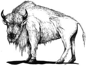 Image:Critter White Buffalo.jpg