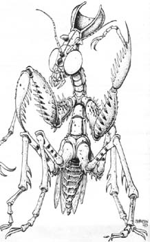 Image:Critter Wyrd Mantis.jpg
